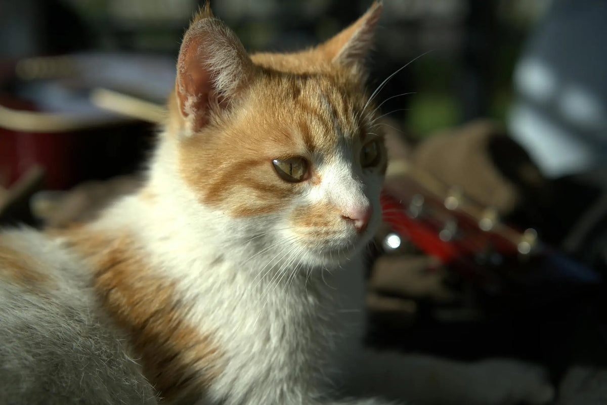 oude kat rood licht therapie