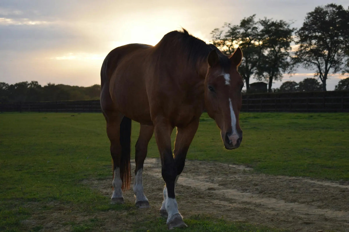 kniepijn bij paarden bruin paard loopt in weiland|kniepijn bij paarden paard in wei